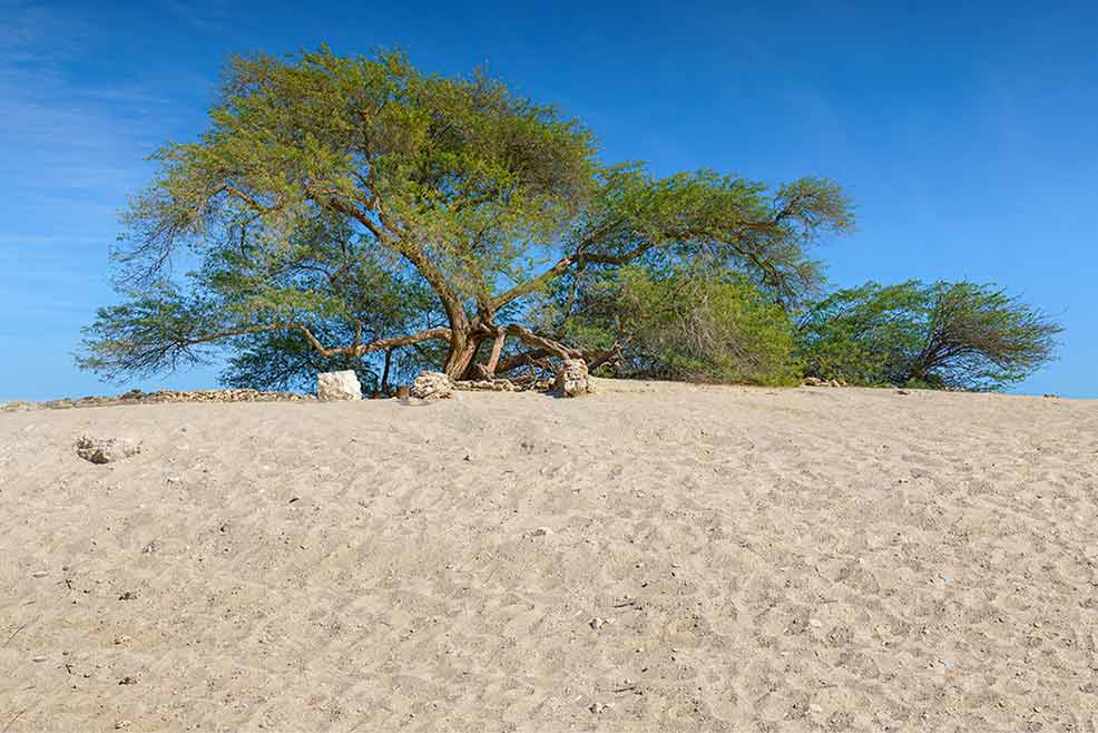 Grant Thornton Champions Sustainability Initiatives in Bahrain and the GCC Region